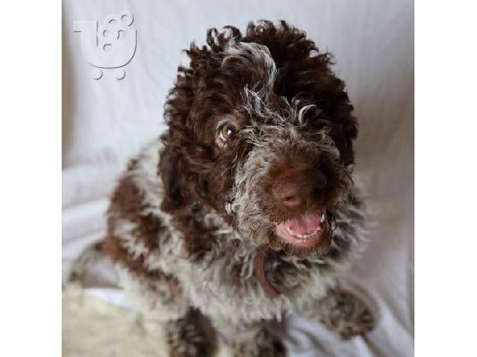Κουτάβια Lagotto Romagnolo